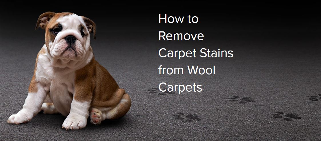 Wool carpet care
